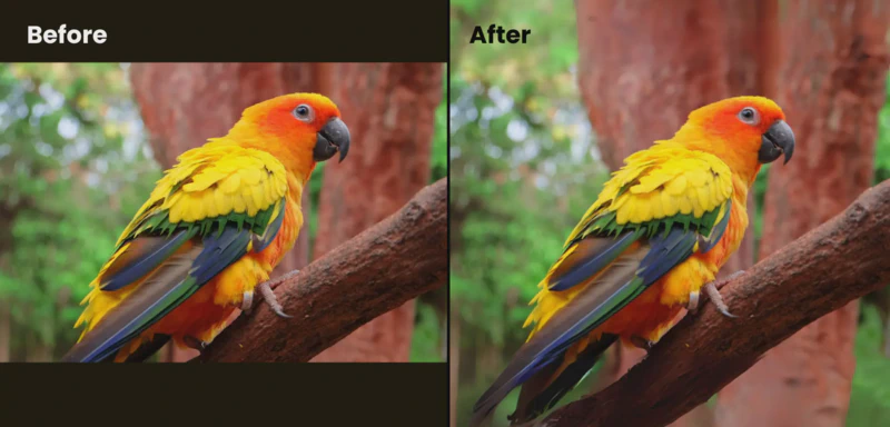 Magic Expand Canva App